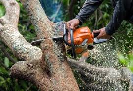 Tree Service Champaign Il Pros Image